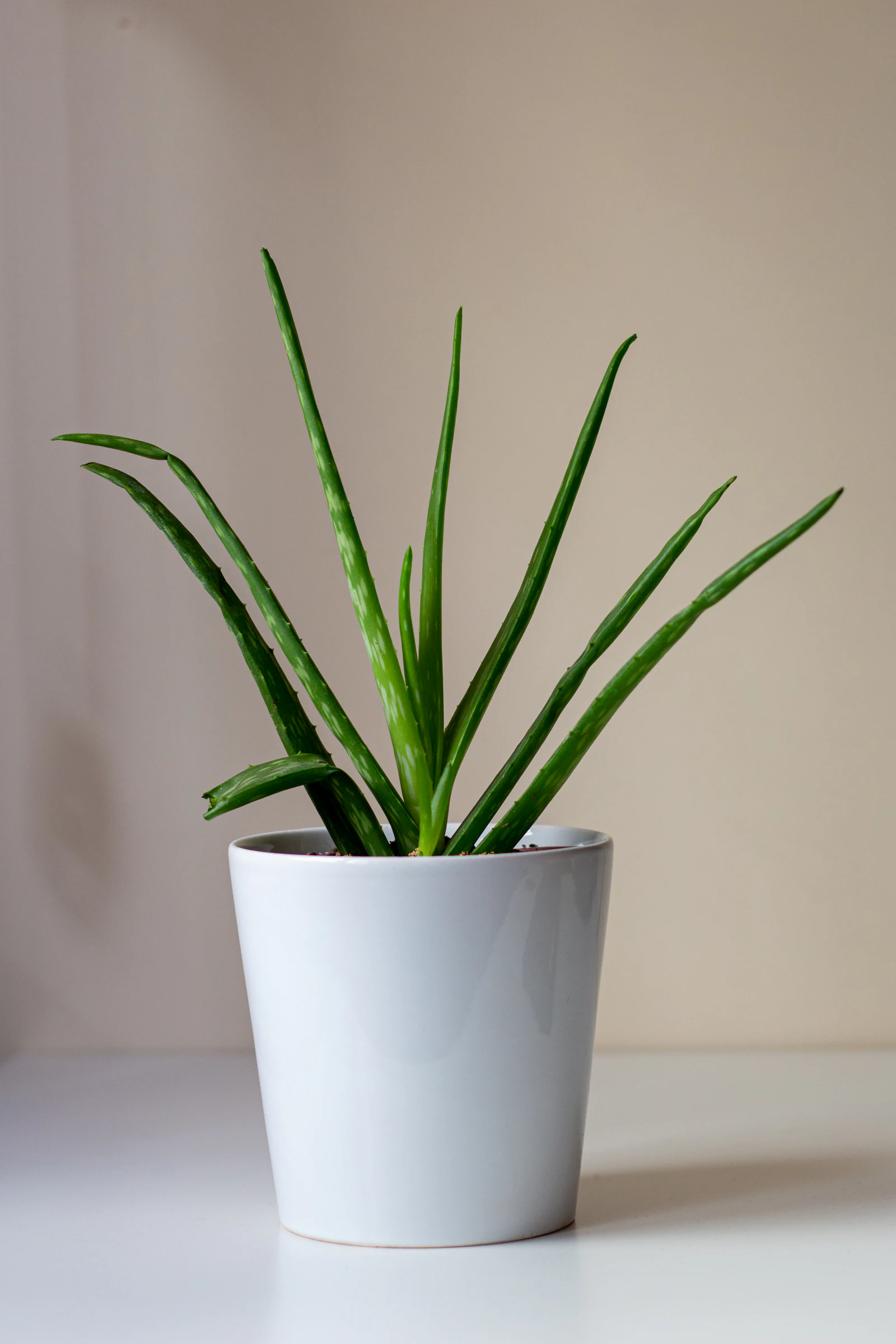 An aloe vera with long, upright leaves in a pale grey pot
