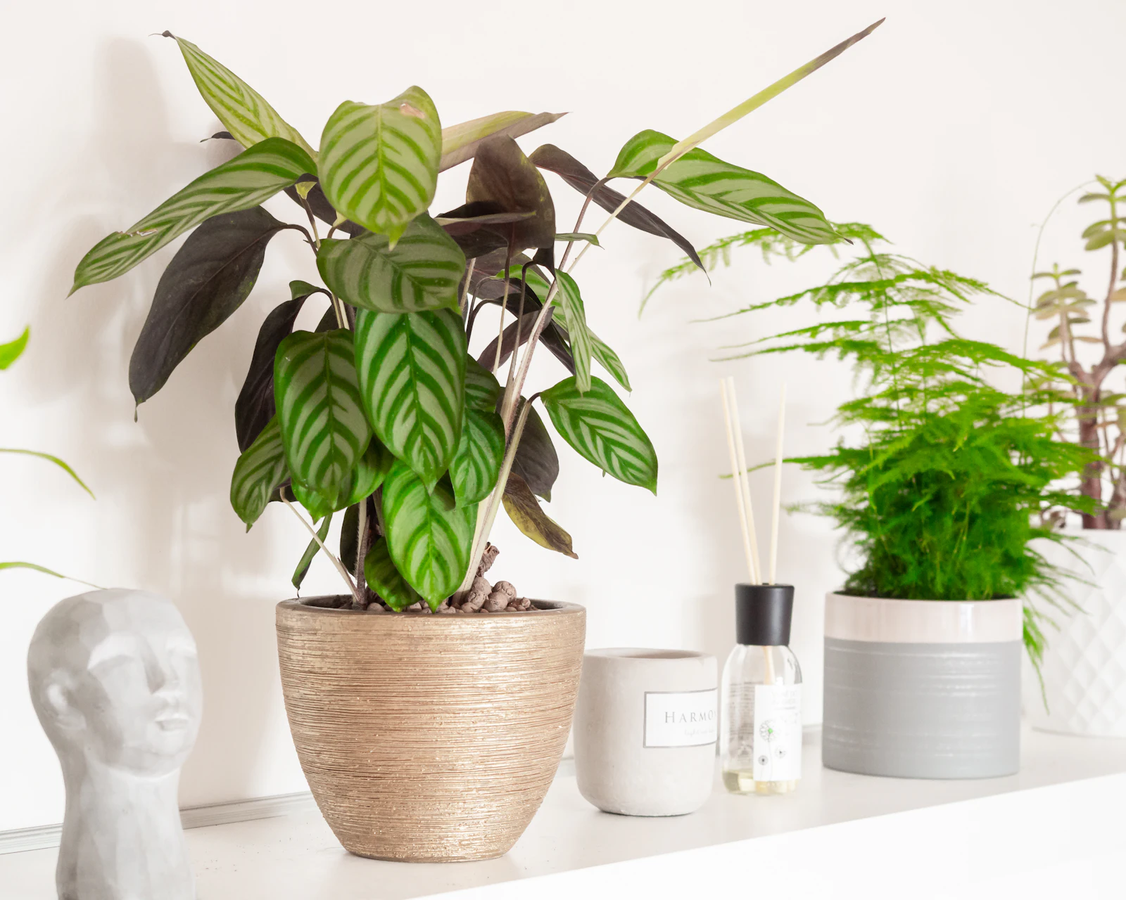 A calathea with striped leaves in a woven basket pot on a white shelf, beside smaller plants