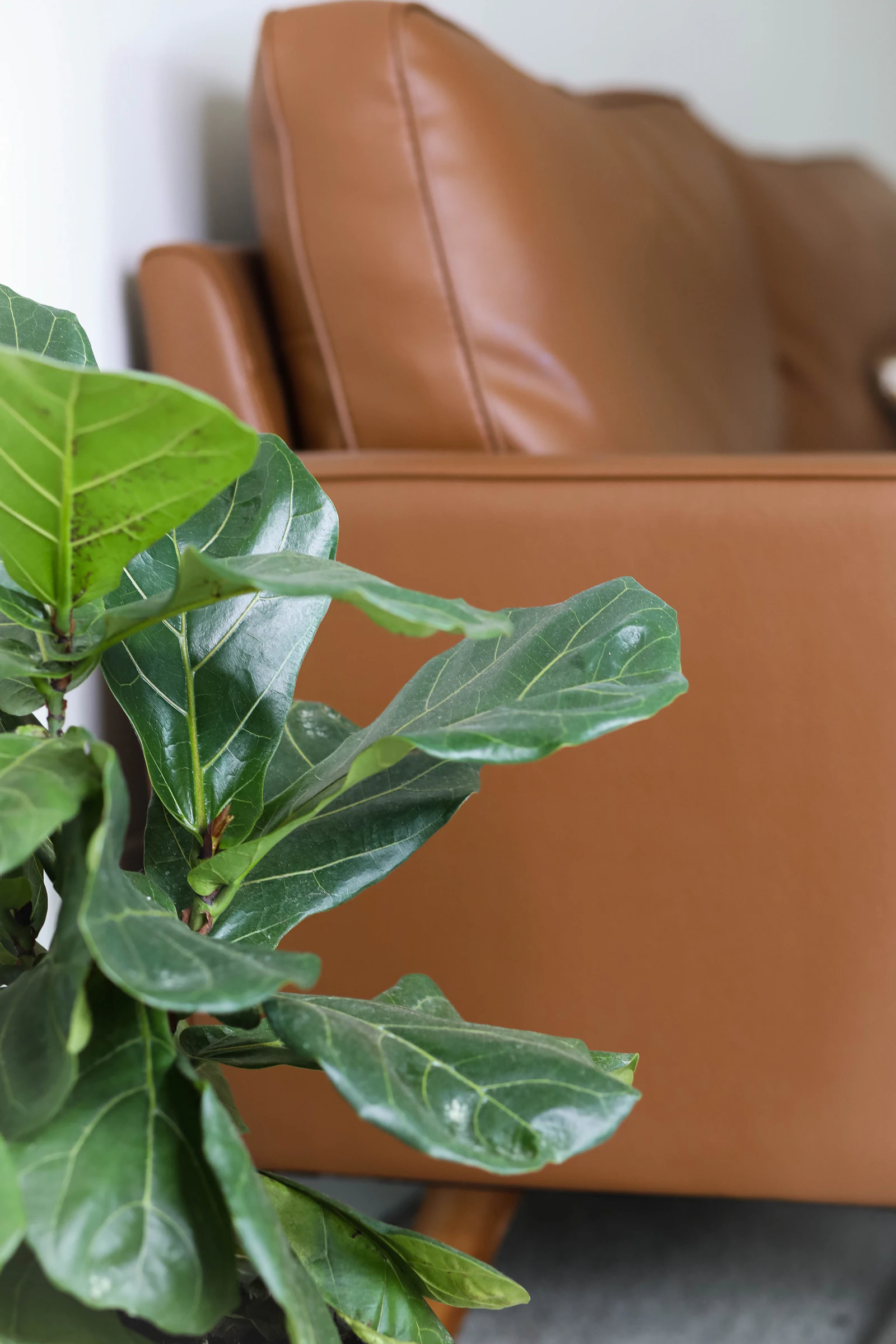 Fiddle-leaf fig leaves in front of a tan leather sofa