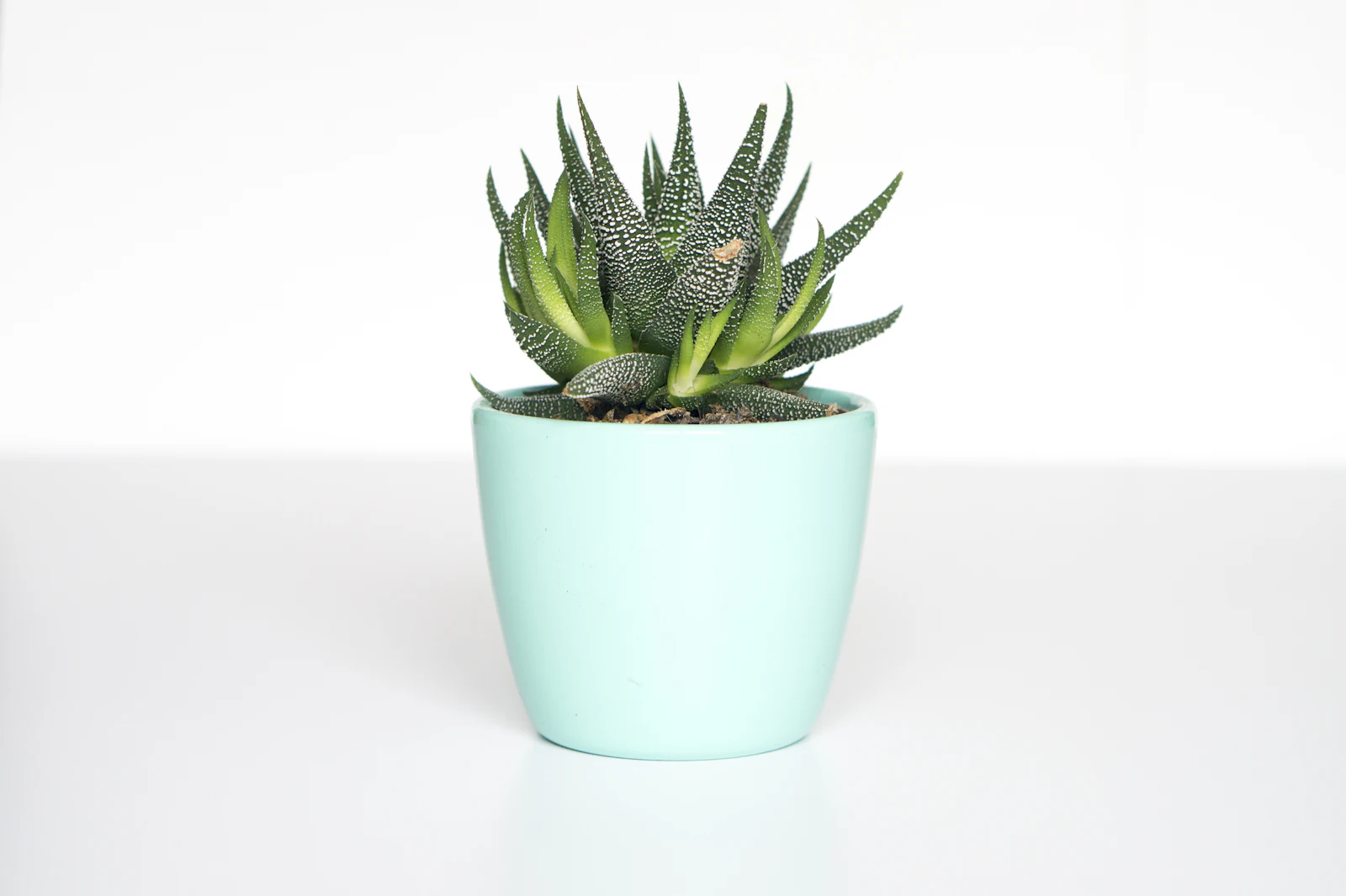A small zebra haworthia succulent in a mint-green pot