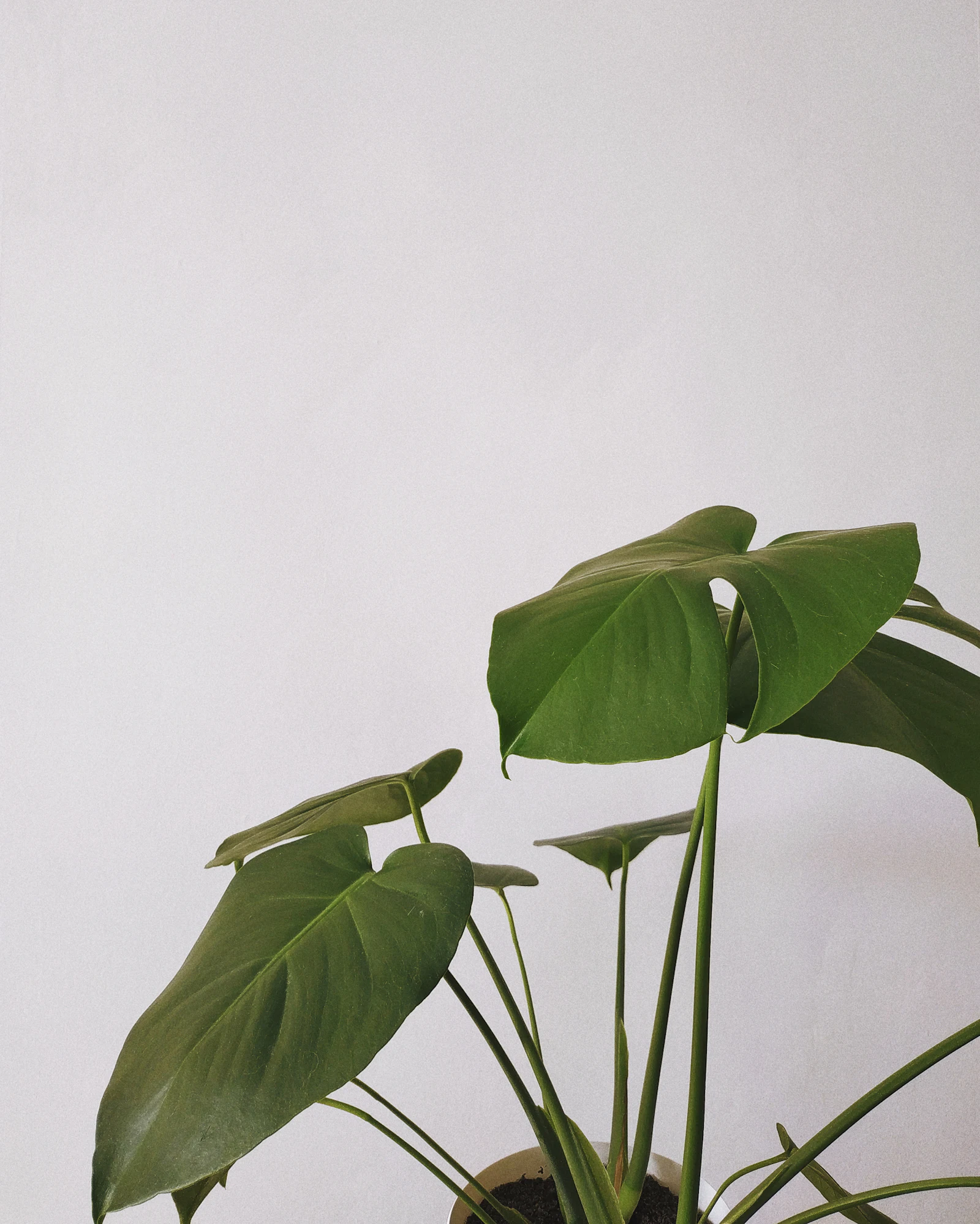 Monstera leaves with deep splits against a plain pale wall