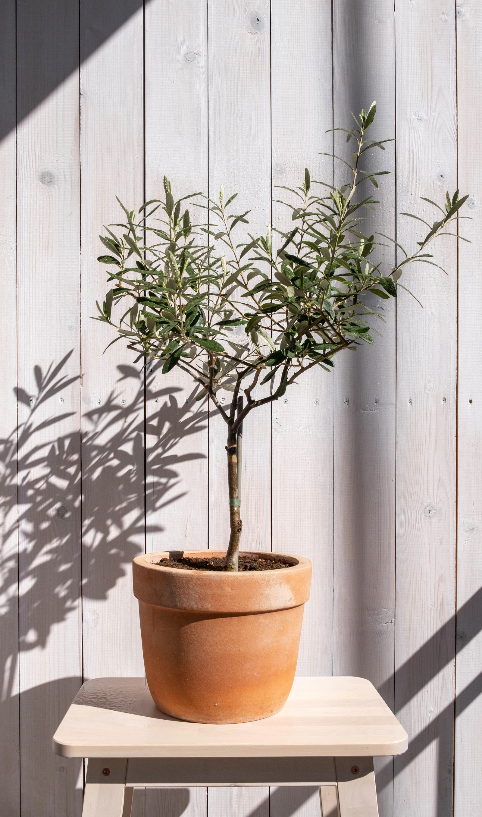 A young olive tree in a terracotta pot, casting leaf shadows on a white wooden wall