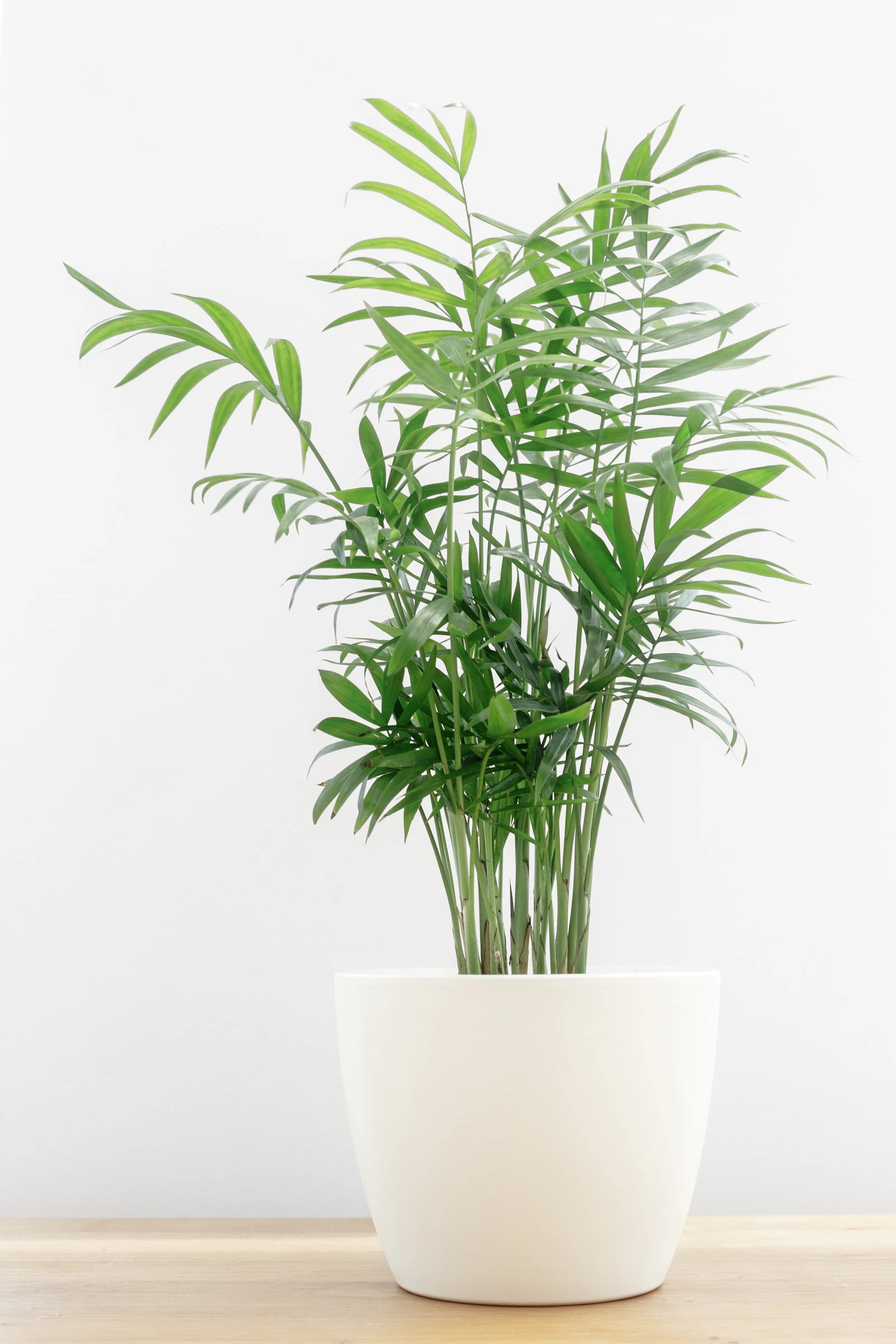 A parlour palm with feathery fronds in a white pot