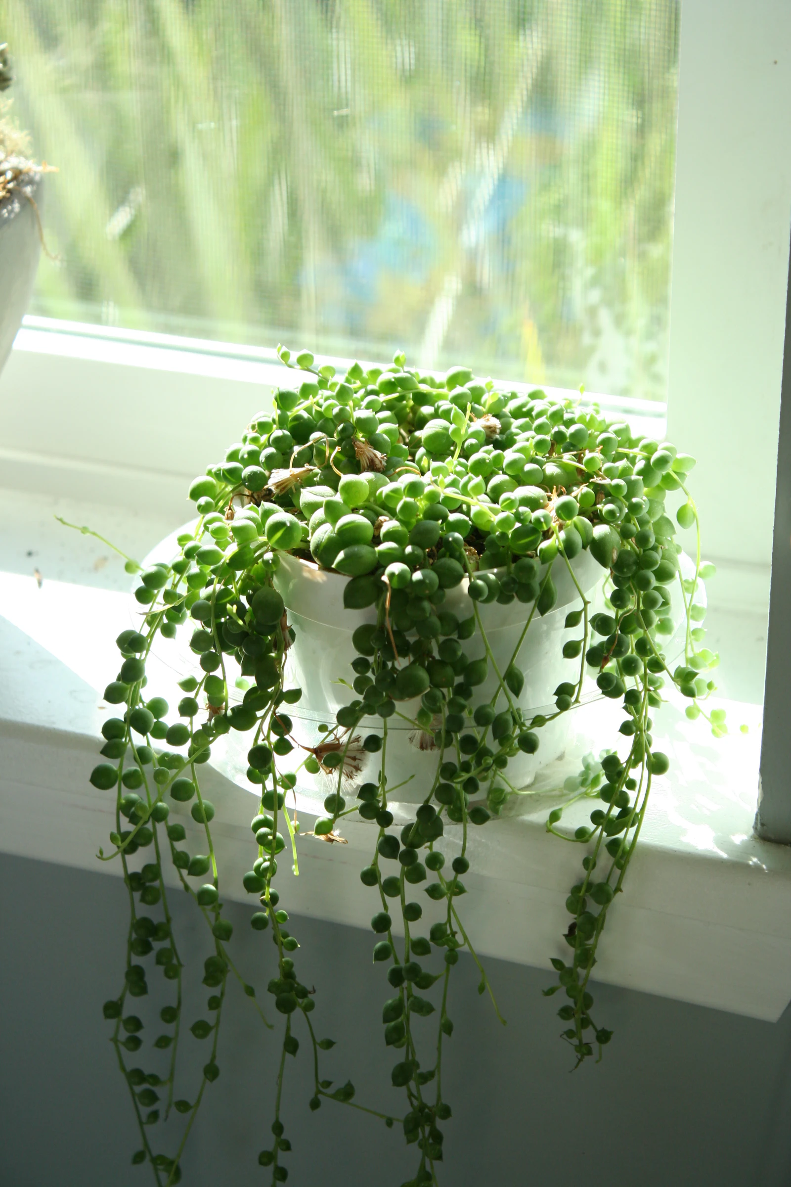 String of pearls trailing over the edge of a white pot on a sunny windowsill