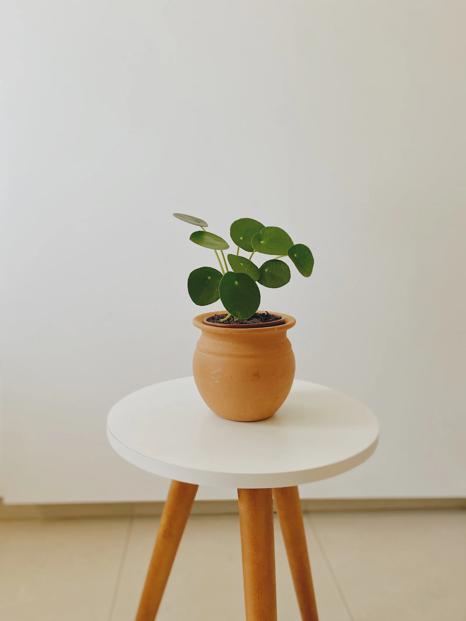 A Chinese money plant with round leaves in a terracotta pot on a white stool