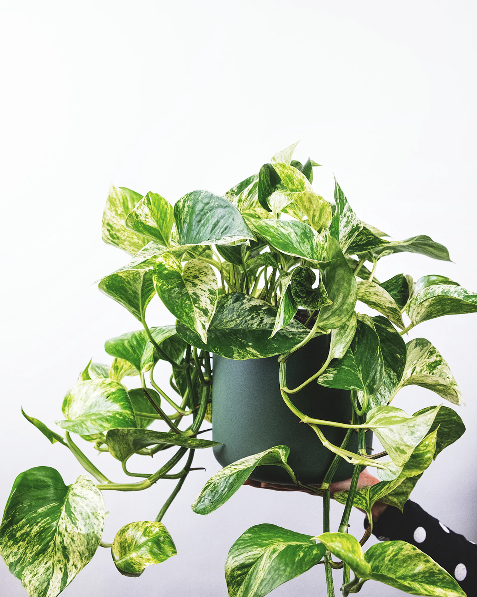A Marble Queen pothos with cream-streaked leaves spilling over a dark green pot