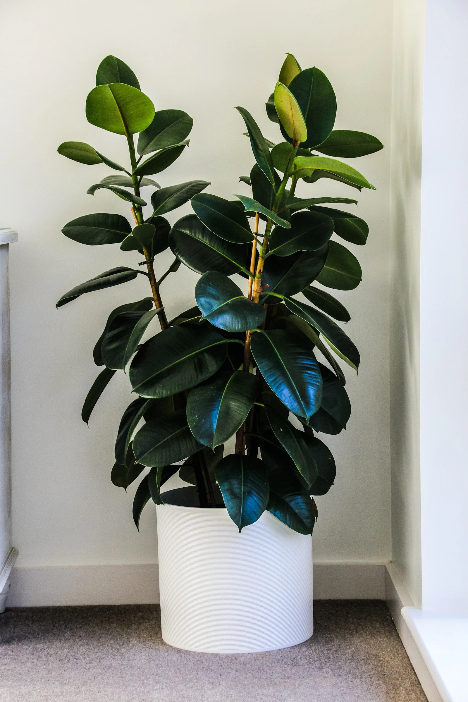 A large rubber plant with glossy dark green leaves in a white pot