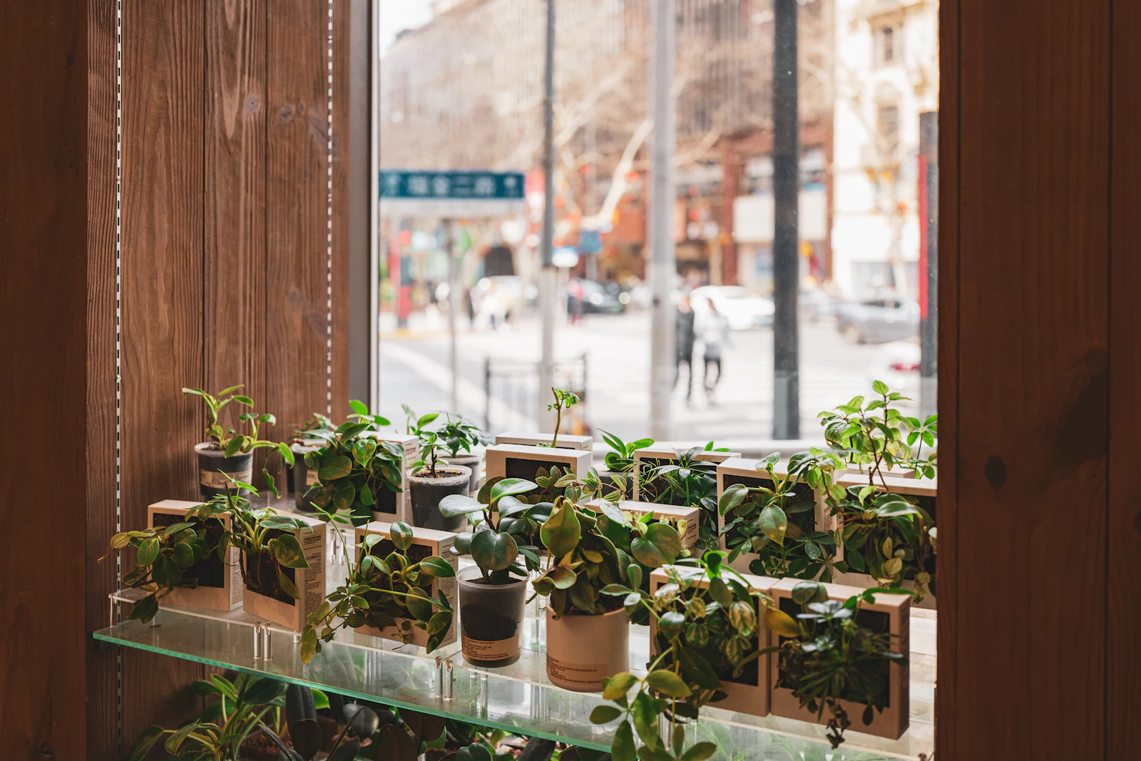 Rows of small potted plants on glass shelves in a shop window looking onto a street
