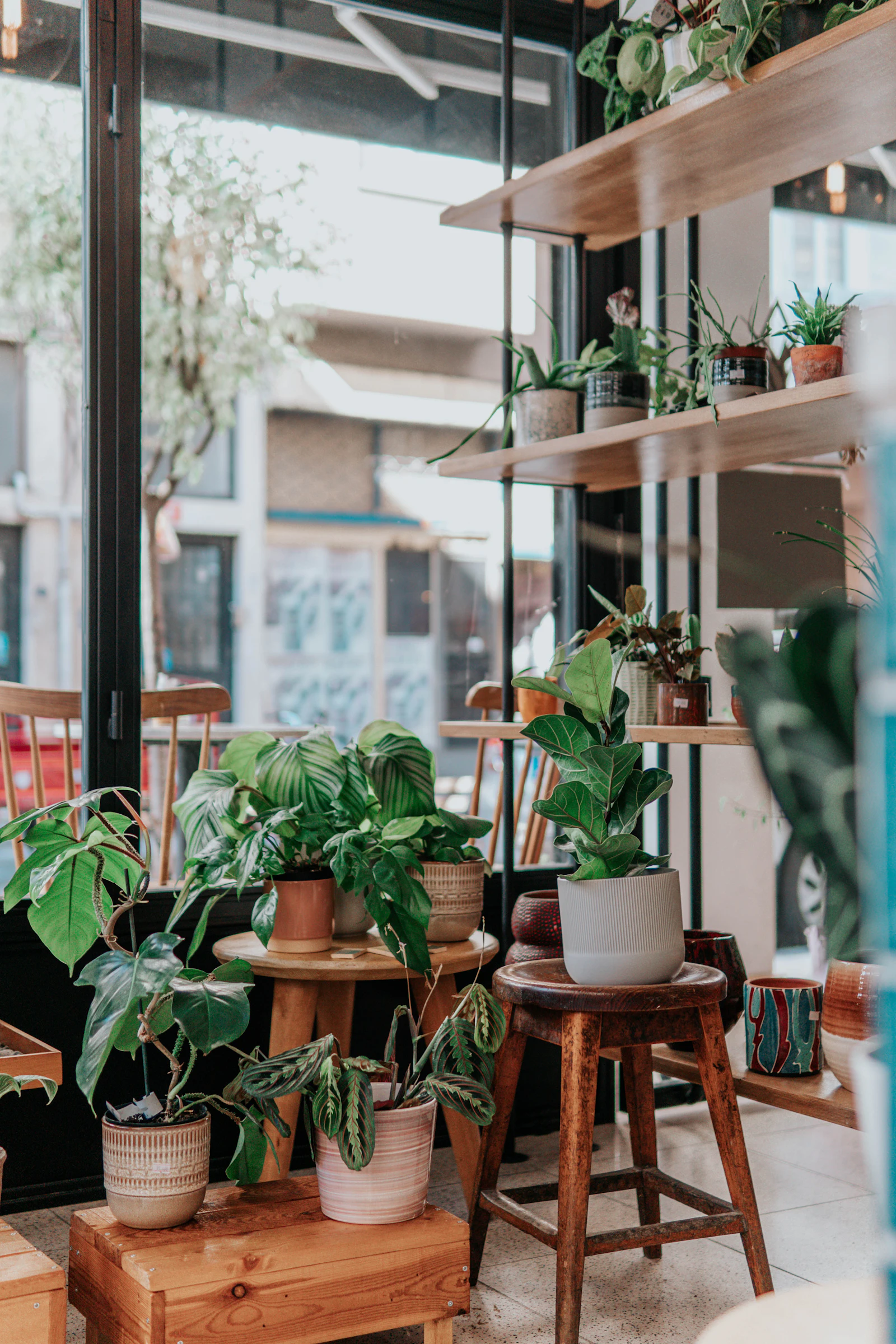 A sunlit plant shop with shelves, stools and potted plants by a large window