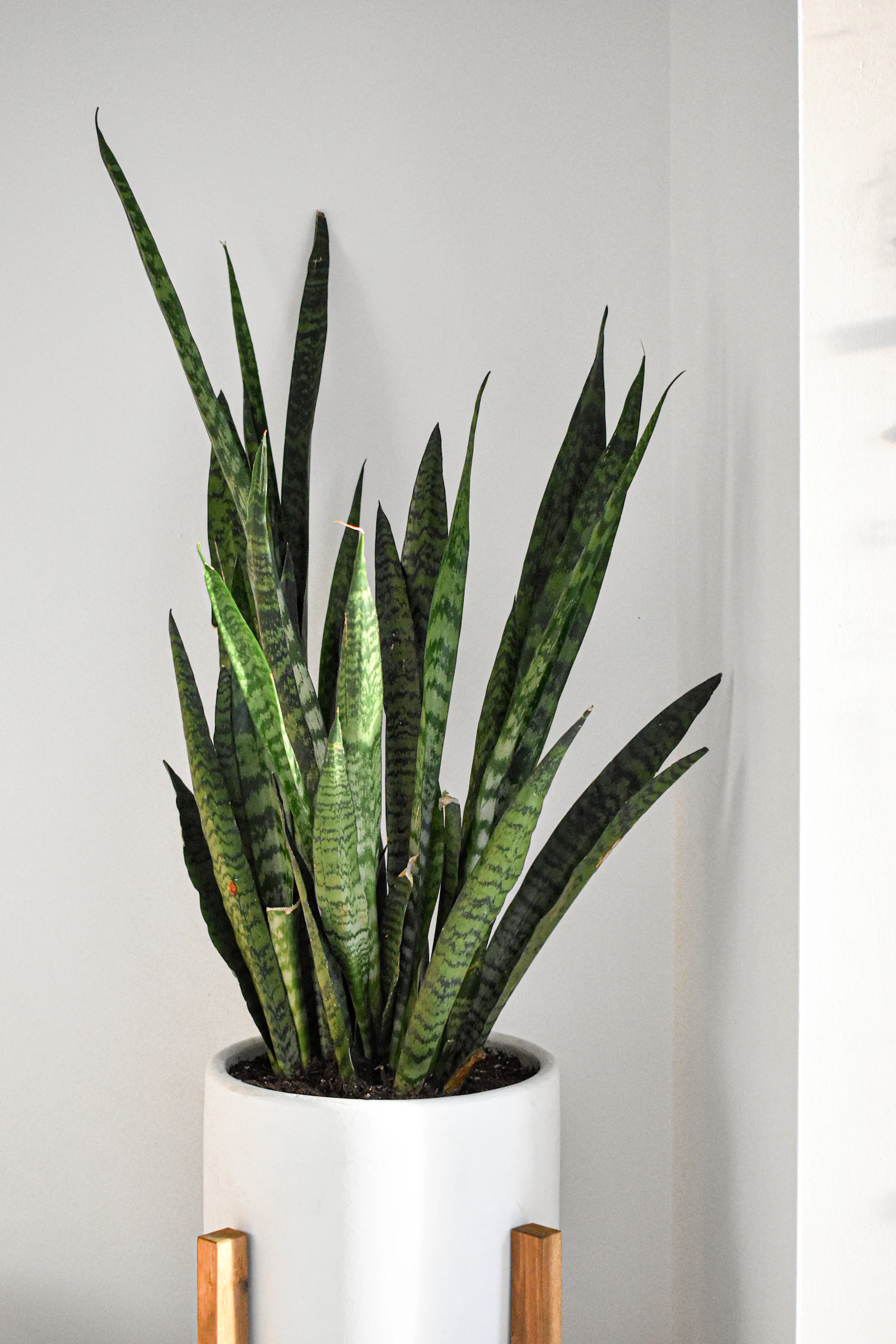 A tall snake plant with banded, upright leaves in a white pot on wooden legs