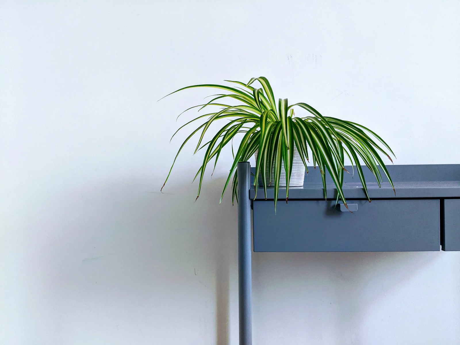 A small spider plant with arching striped leaves on a blue-grey desk