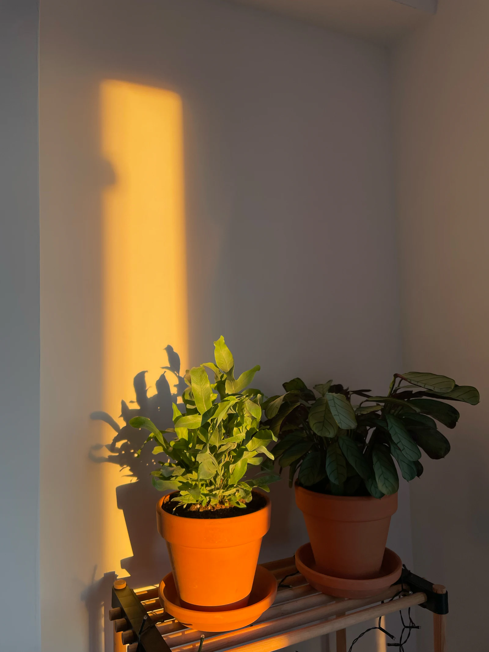 Two potted plants on a wooden table, lit by a band of golden evening sun