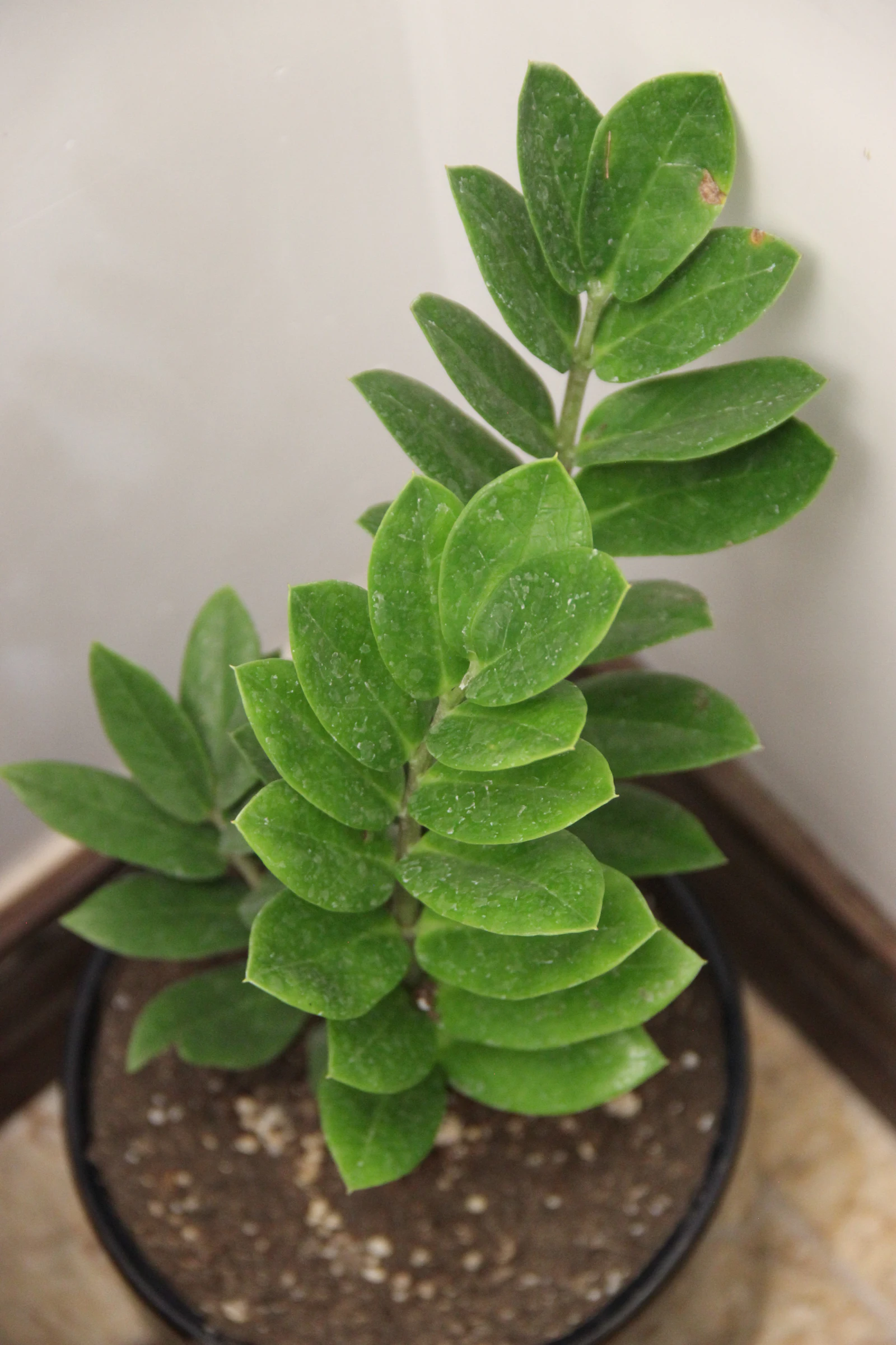 A ZZ plant with glossy, oval leaflets in a black pot